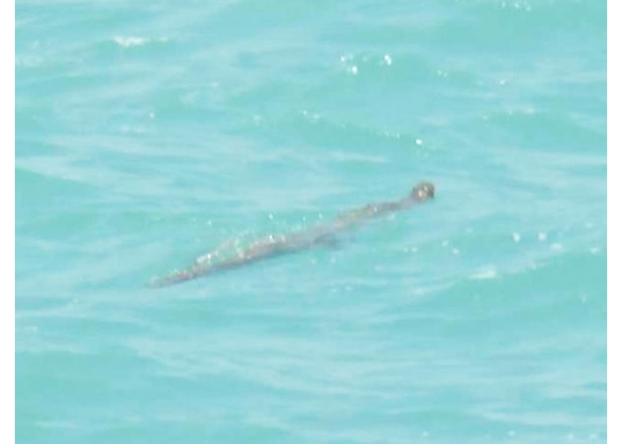 2018–07-20 普吉海面现鳄鱼游客禁下水